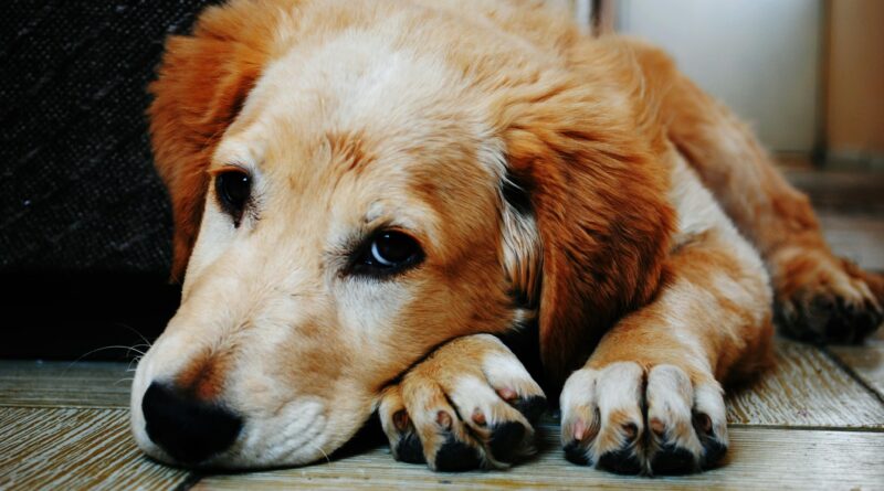 A sad dog lying down, golden retriver